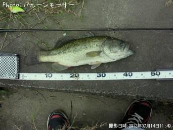 ブラックバス