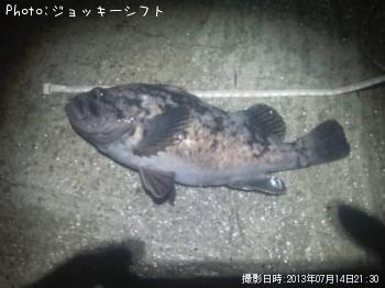 ムラソイ？