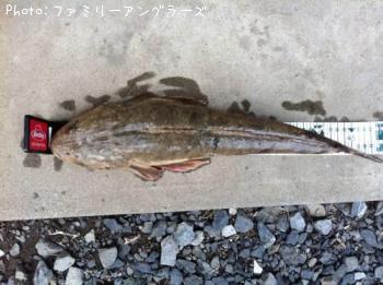 マゴチ