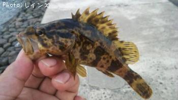 タケノコメバル