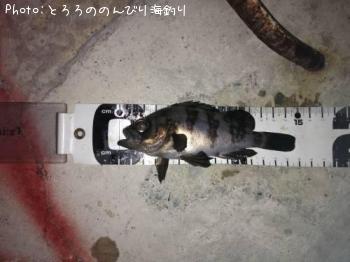 メバル