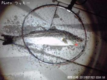 シーバス