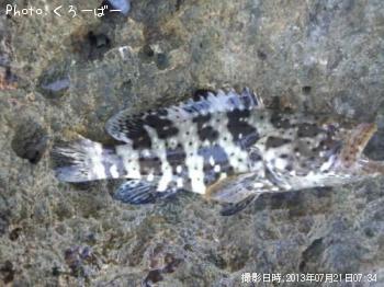 シモフリハタ