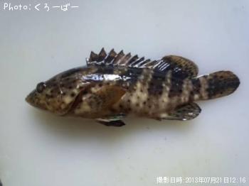 シモフリハタ