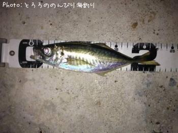 アジ