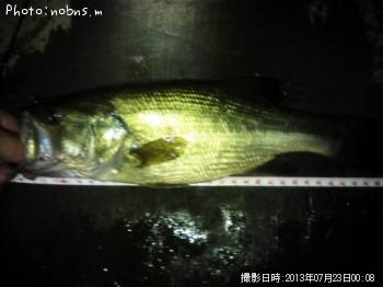 ブラックバス