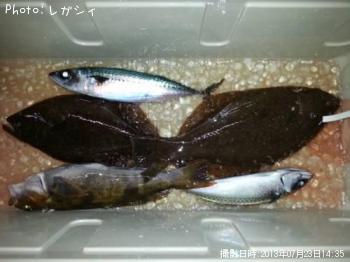 ヒラメ