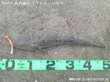 マゴチ