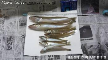 シロギス
