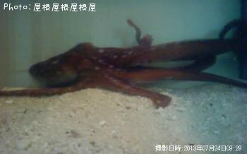 タコです（笑）