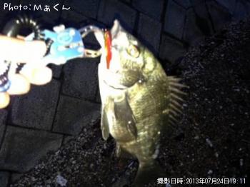 クロダイ