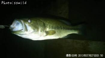 ブラックバス