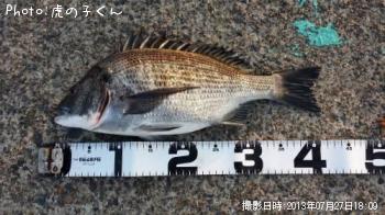 クロダイ