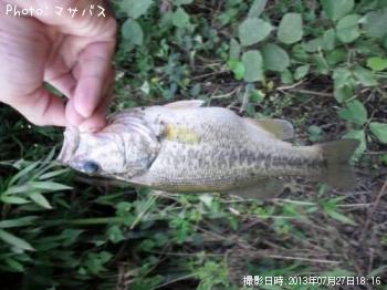 ブラックバス