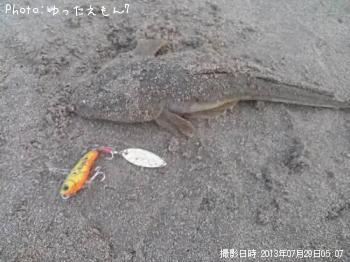 マゴチ