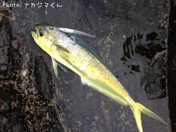 シイラ