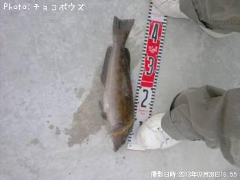 アイナメ