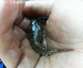 ネズミコチ