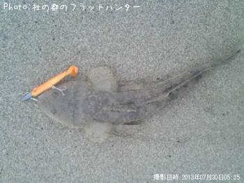 マゴチ