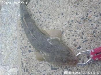 マゴチ