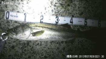 シーバス
