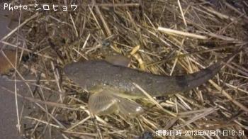 マゴチ