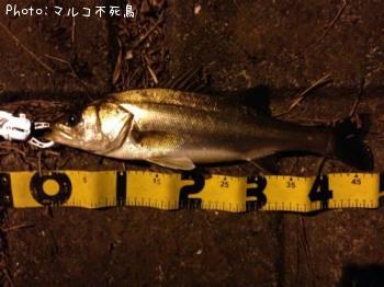 シーバス
