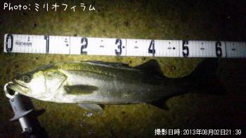 シーバス