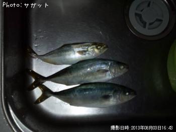 ワカシ