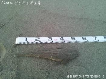 マゴチ