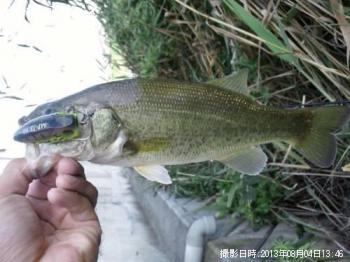 ブラックバス