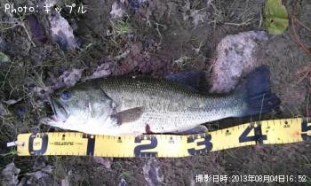 ブラックバス