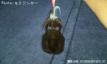 ミズイカ