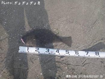 ヒラメ