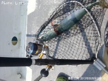 ワラサ