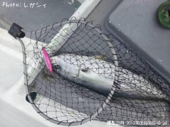 饵