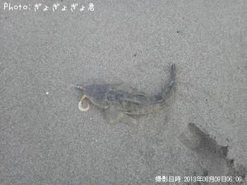 マゴチ