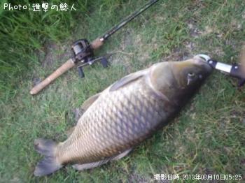 鯉