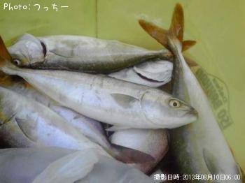 ショゴ