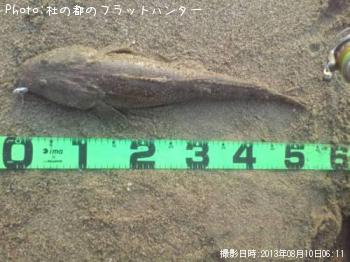 マゴチ