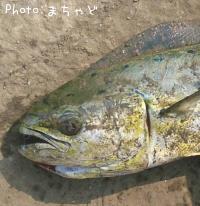 シイラ～