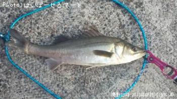 シーバス