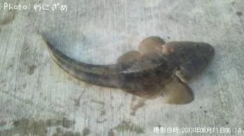 マゴチ