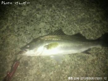 シーバス