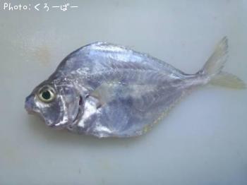 ガーラ（´・ω・｀）