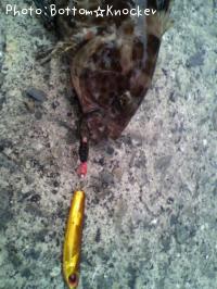 オオモンハタ