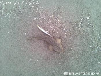 ޥ
