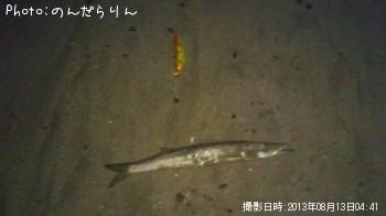 カマス