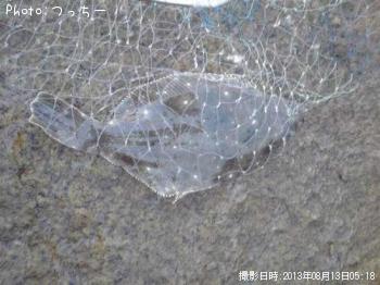 ヒラメ