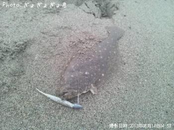 ソゲ